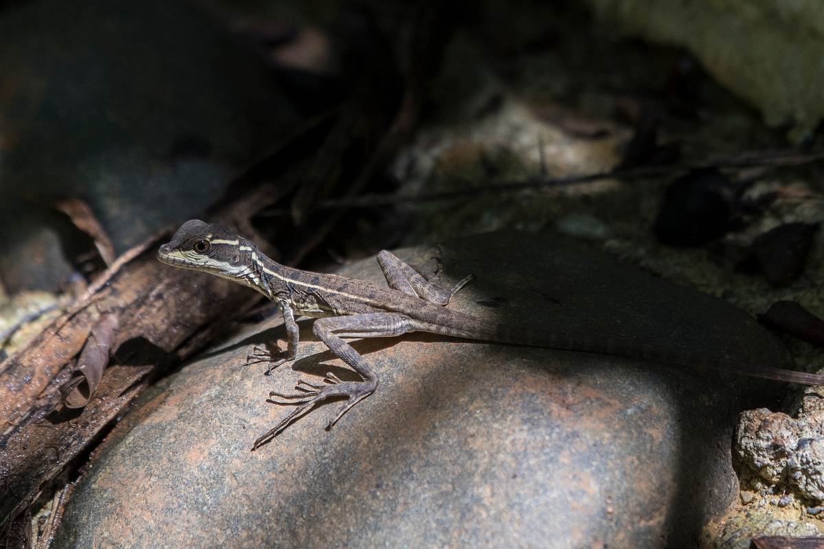 DPPhotography - Costa rica - Common basilisk - C.jpg - Common basilisk - El Remanso, Costa Rica