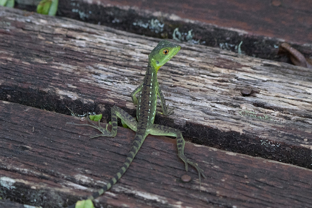 DPPhotography - Costa rica - Emerald basilisk - B.jpg - Emerald basilisk - La Qunita de Sarapiqui, Costa Rica