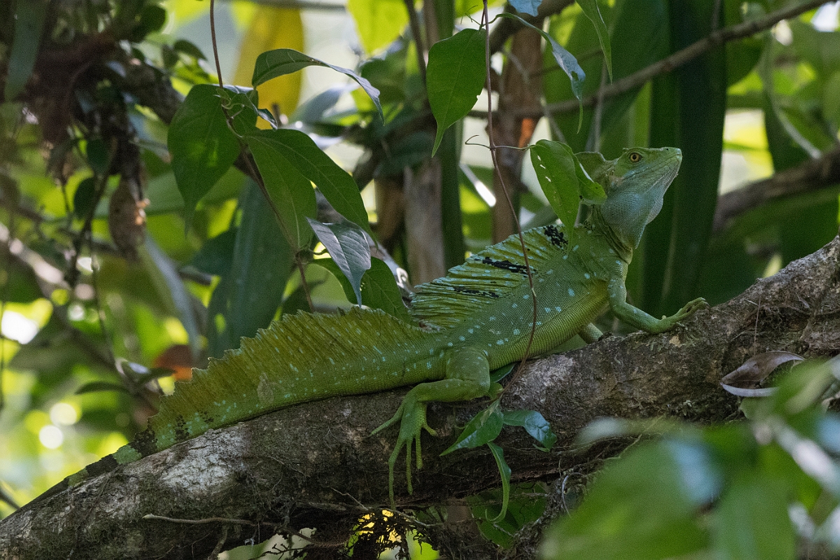 DPPhotography - Costa rica - Emerald basilisk - C.jpg - Emerald basilisk - Tortuguero, Costa Rica