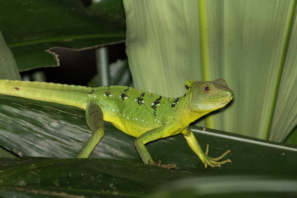 DPPhotography - Costa rica - Emerald basilisk - F.jpg - Emerald basilisk - Tortuguero, Costa Rica