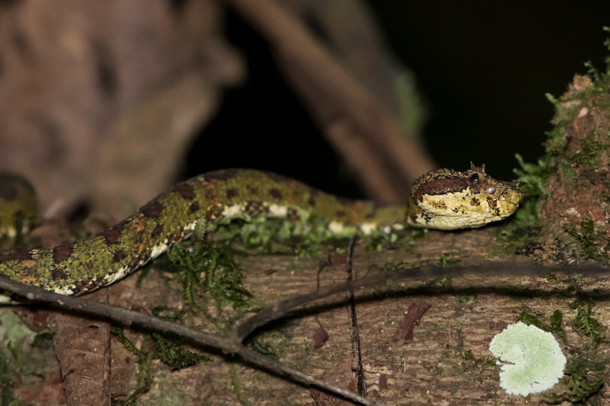 DPPhotography - Costa rica - Eyelash viper - A.jpg - Eyelash viper - Rancho Naturalista, Costa Rica