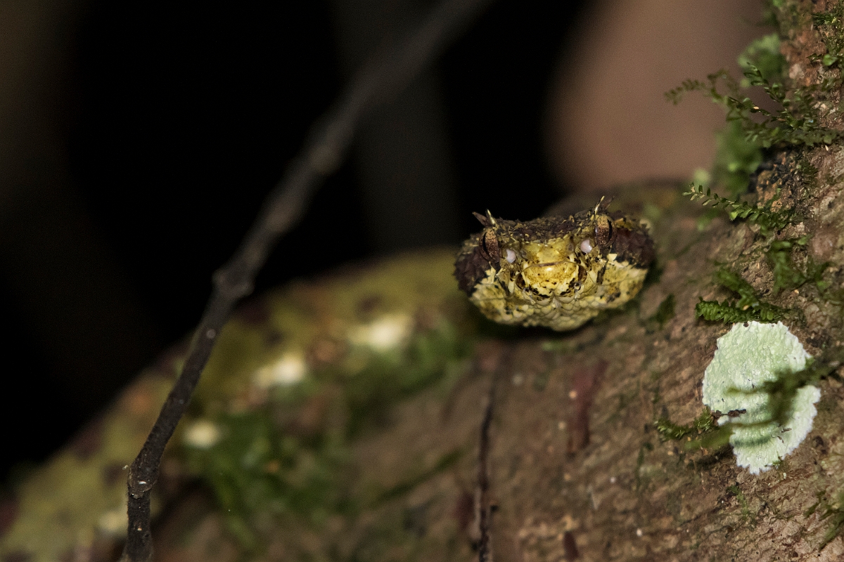 DPPhotography - Costa rica - Eyelash viper - D.jpg - Eyelash viper - Rancho Naturalista, Costa Rica