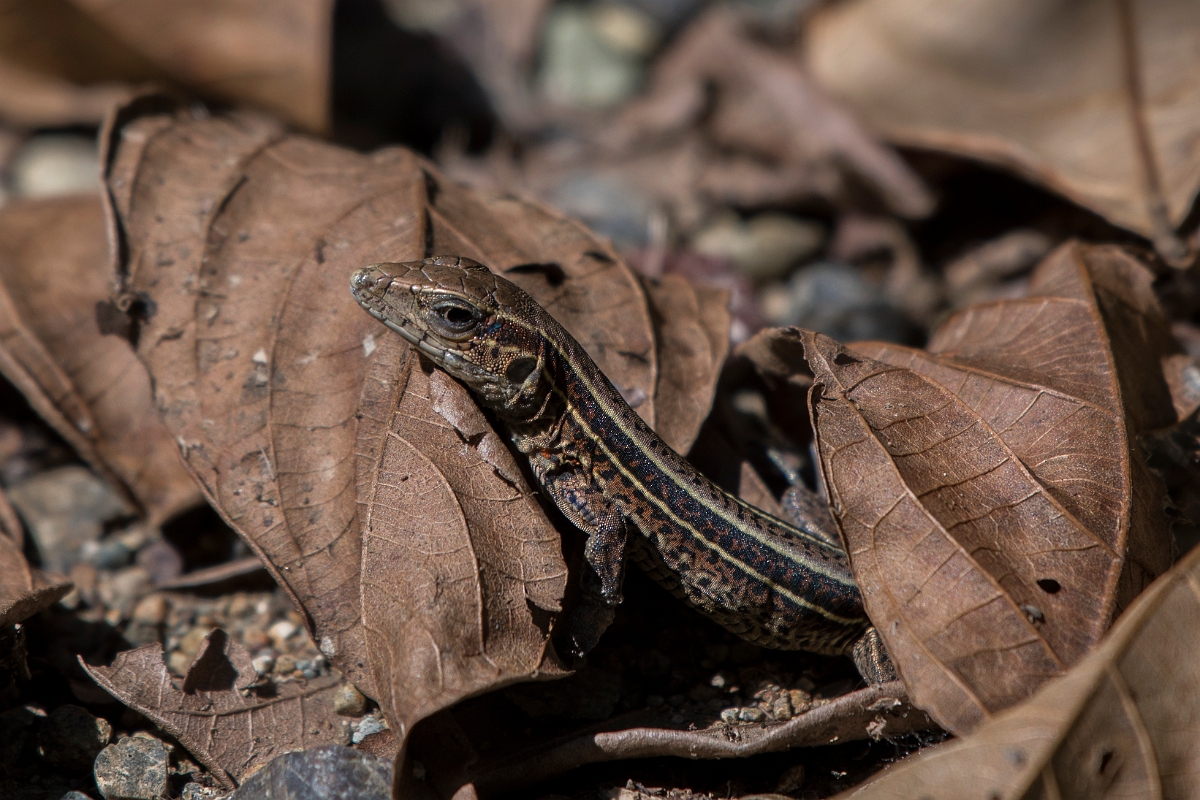 DPPhotography - Costa rica - Four-lined ameiva - A.jpg - Four-lined ameiva, Ameiva quadrilineata - El Remanso, Costa Rica