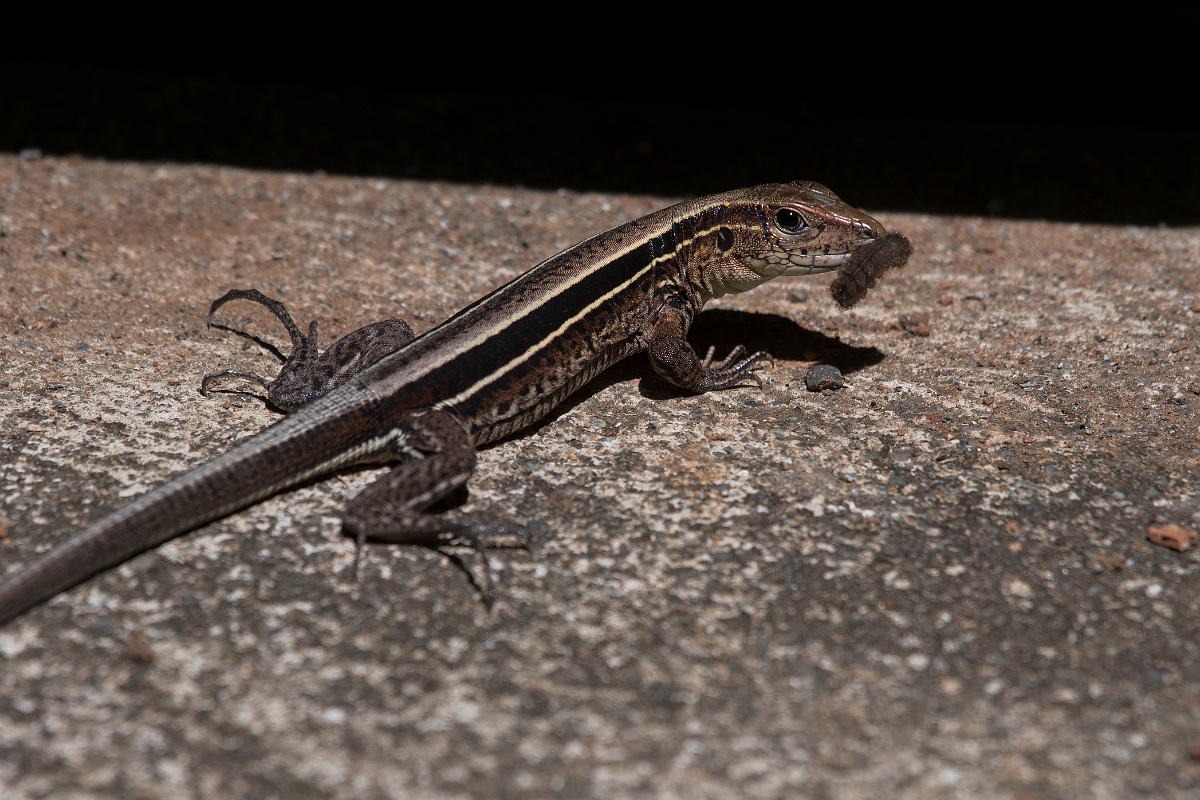 DPPhotography - Costa rica - Four-lined ameiva - B.jpg - Four-lined ameiva, Ameiva quadrilineata - El Remanso, Costa Rica