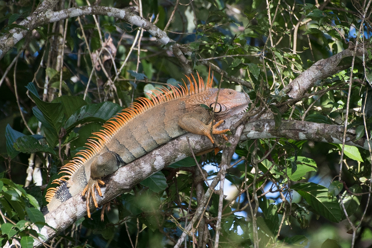 DPPhotography - Costa rica - Green iguana - B.jpg - Green iguana - Tortuguero, Costa Rica