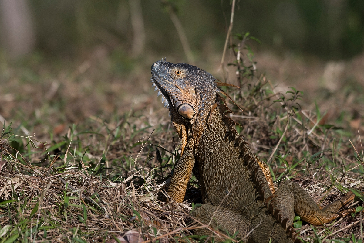 DPPhotography - Costa rica - Green iguana - C.jpg - Green iguana - Tortuguero, Costa Rica