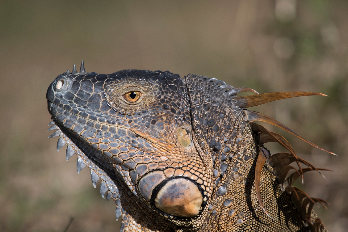 DPPhotography - Costa rica - Green iguana - E.jpg - Green iguana - Tortuguero, Costa Rica