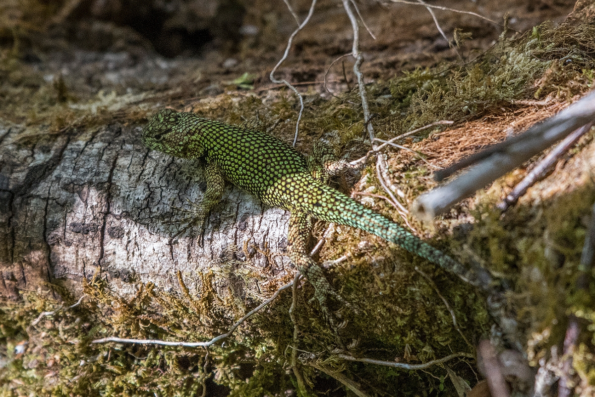 DPPhotography - Costa rica - Green spiny lizard - A.jpg - Green spiny lizard - San Gerardo de Dota, Costa Rica