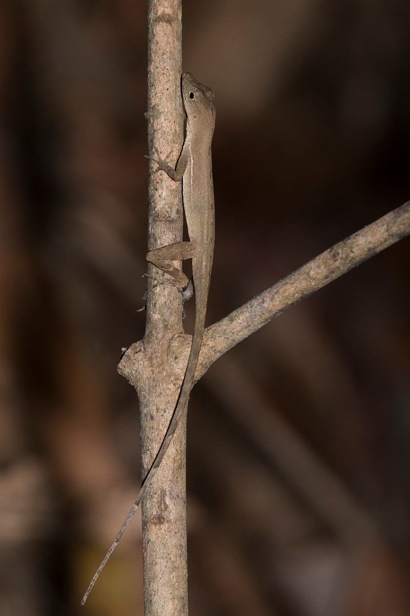 DPPhotography - Costa rica - Jumping anole - A.jpg - Jumping anole, Anolis polylepis - El Remanso, Costa Rica