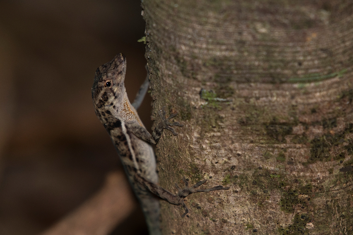 DPPhotography - Costa rica - Jumping anole - C.jpg - Jumping anole, Anolis polylepis - El Remanso, Costa Rica