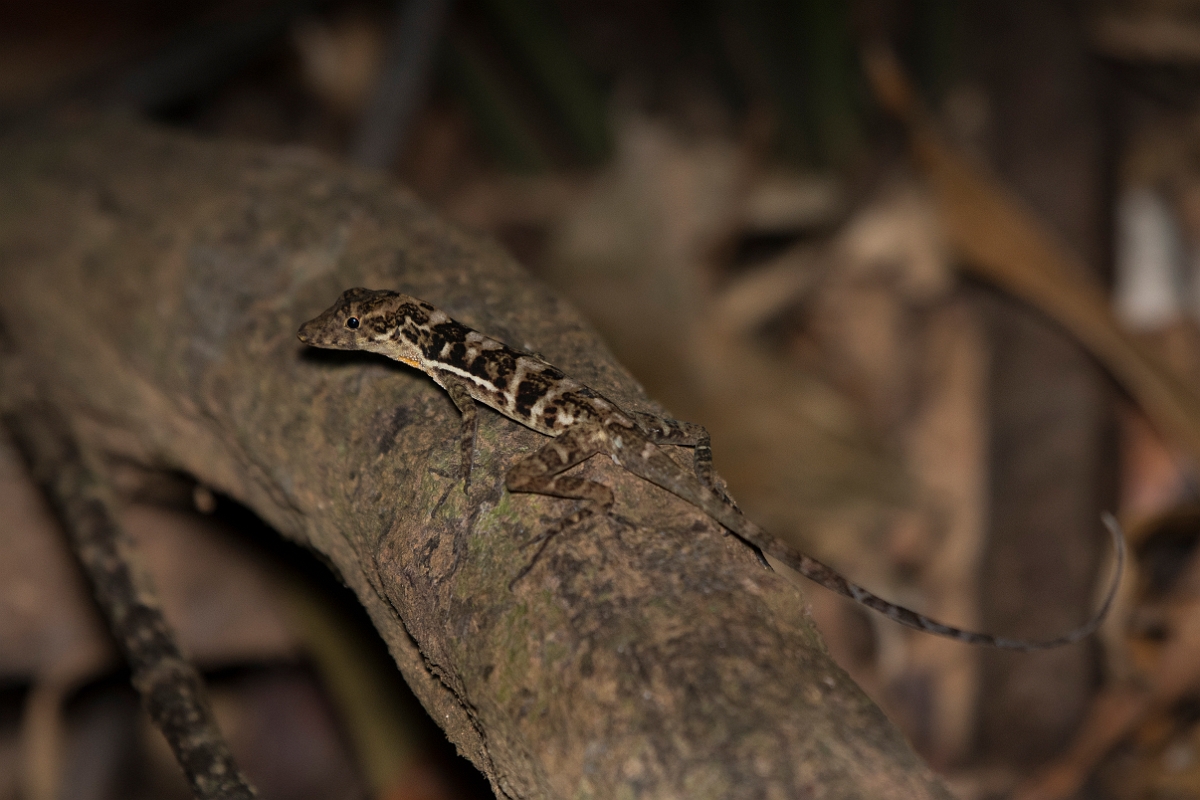 DPPhotography - Costa rica - Jumping anole - D.jpg - Jumping anole, Anolis polylepis - El Remanso, Costa Rica