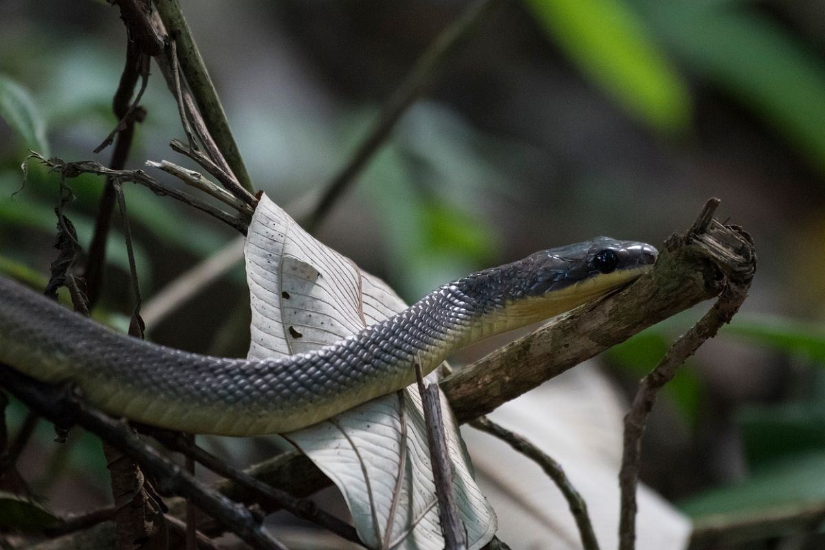 DPPhotography - Costa rica - Neotropical bird eating snake - B.jpg - Neotropical bird eating snake - El Remanso, Costa Rica