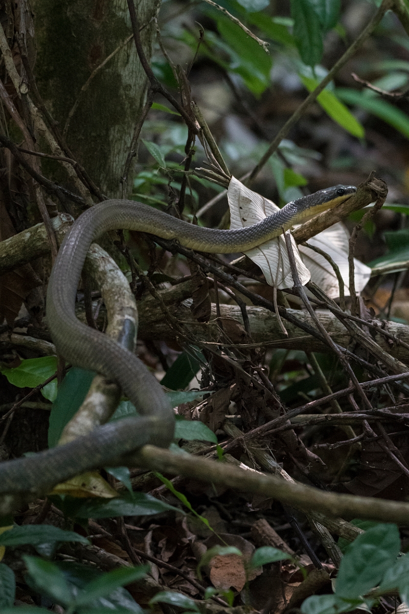 DPPhotography - Costa rica - Neotropical bird eating snake - C.jpg - Neotropical bird eating snake - El Remanso, Costa Rica