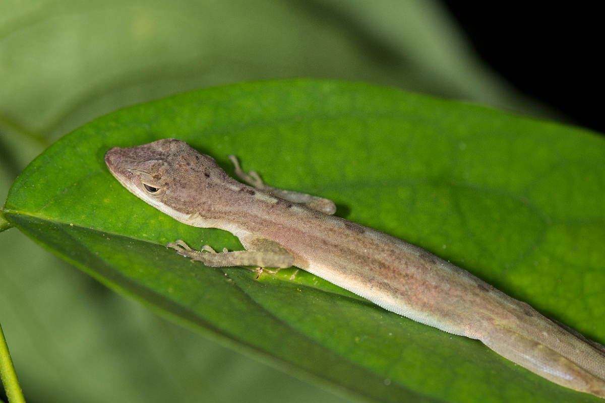 DPPhotography - Costa rica - Slender brown anole - B.jpg - Slender brown anole, Anolis limifrons - La Qunita de Sarapiqui, Costa Rica