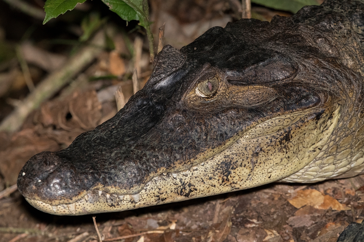 DPPhotography - Costa rica - Spectacled caiman - A.jpg - Spectacled caiman - La Qunita de Sarapiqui, Costa Rica