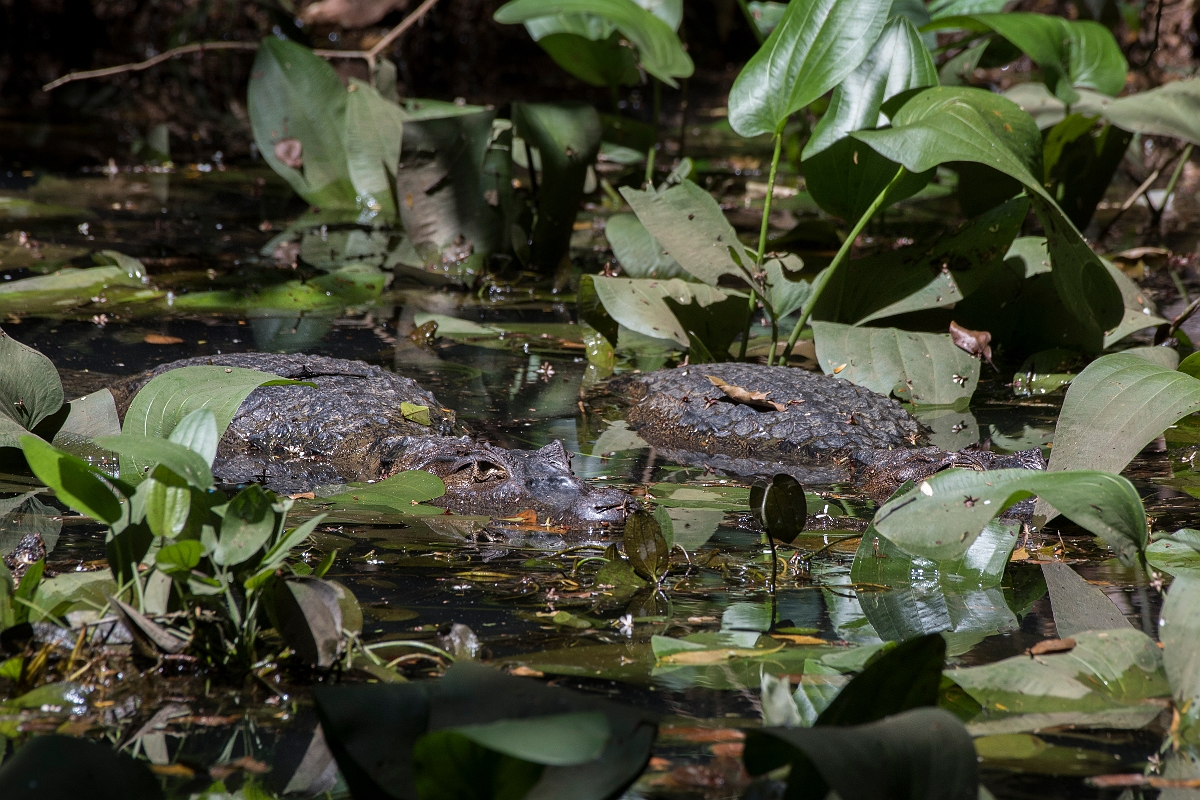 DPPhotography - Costa rica - Spectacled caiman - B.jpg - Spectacled caiman - La Qunita de Sarapiqui, Costa Rica