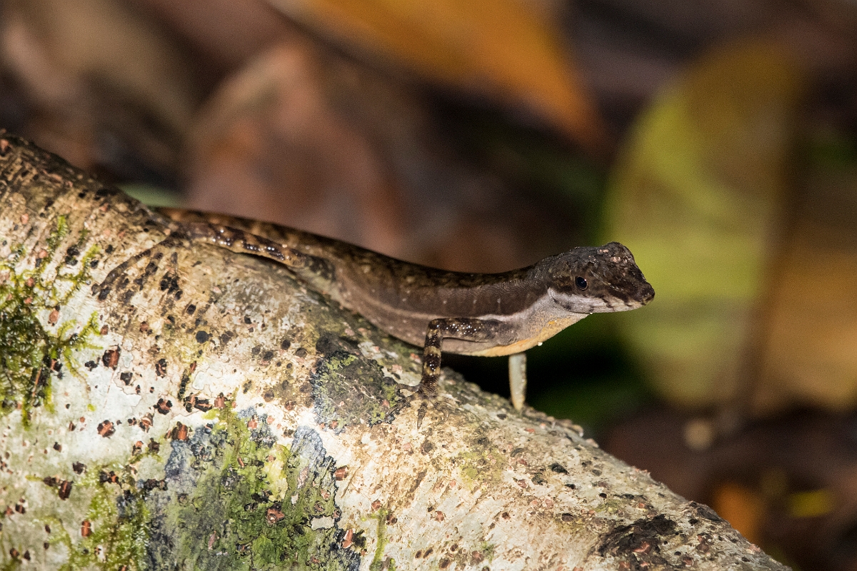 DPPhotography - Costa rica - Stream anole - C.jpg - Stream anole - Tortuguero, Costa Rica