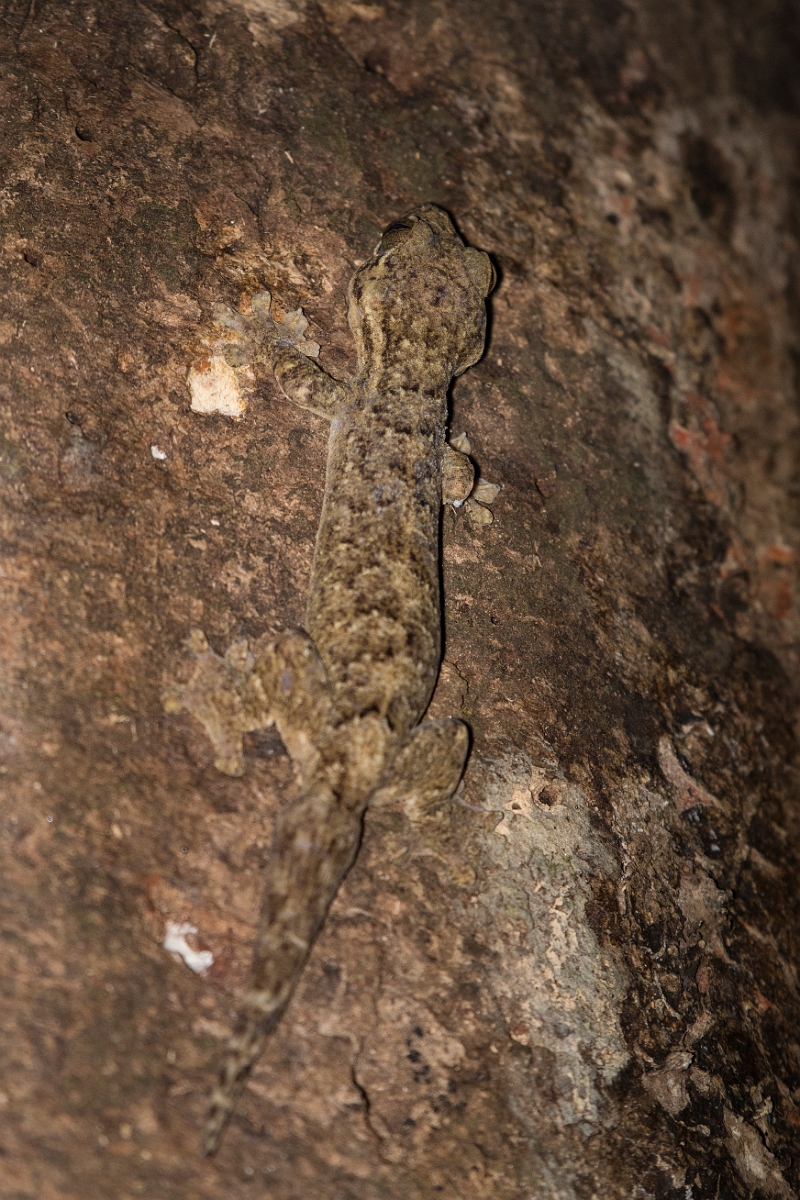 DPPhotography - Costa rica - Turnip-tail gecko - A.jpg - Turnip-tail gecko - El Remanso, Costa Rica