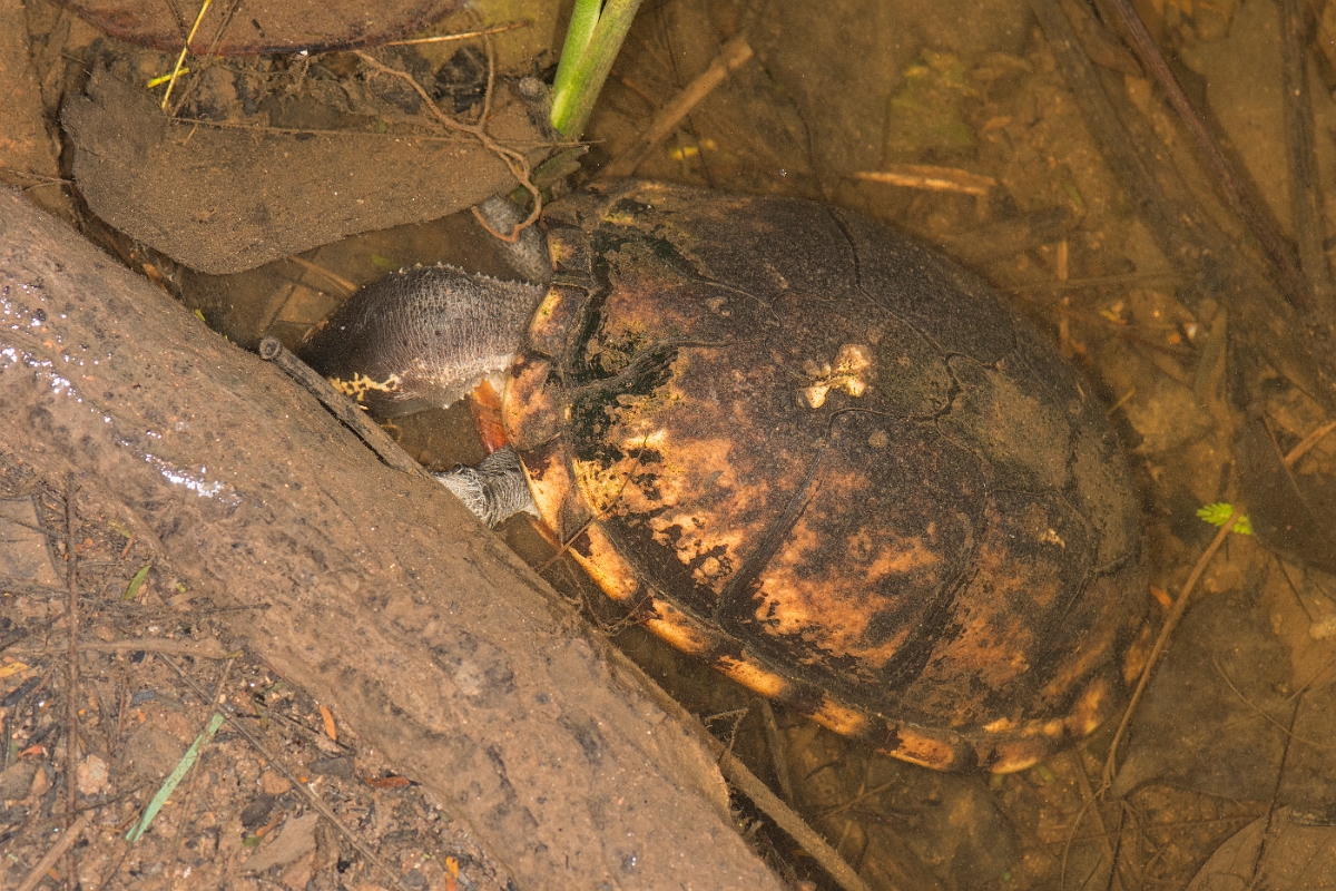 DPPhotography - Costa rica - White-lipped mud-turtle - A.jpg - White-lipped mud-turtle - Tortuguero, Costa Rica