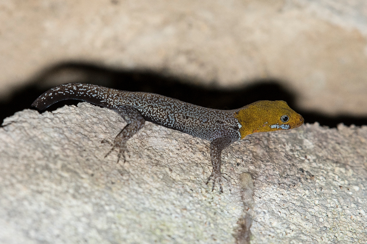 DPPhotography - Costa rica - Yellow-headed gecko - A.jpg - Yellow-headed gecko - Tortuguero, Costa Rica