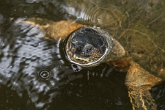 DPPhotography - Costa rica - Black river-turtle - A