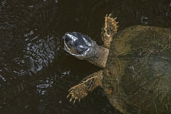 DPPhotography - Costa rica - Black river-turtle - B