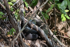 DPPhotography - Costa rica - Boa constrictor - A