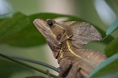 DPPhotography - Costa rica - Brown basilisk - A