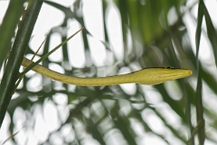 DPPhotography - Costa rica - Brown vine snake - A