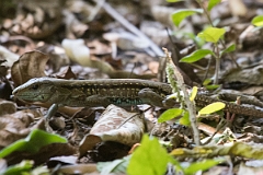 DPPhotography - Costa rica - Central American ameiva - A