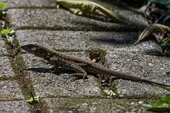 DPPhotography - Costa rica - Central American ameiva - B