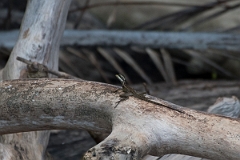 DPPhotography - Costa rica - Common basilisk - A