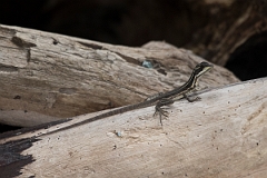 DPPhotography - Costa rica - Common basilisk - B