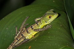 DPPhotography - Costa rica - Emerald basilisk - A