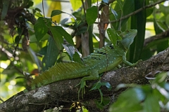 DPPhotography - Costa rica - Emerald basilisk - C