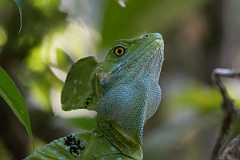 DPPhotography - Costa rica - Emerald basilisk - D