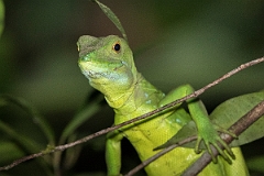 DPPhotography - Costa rica - Emerald basilisk - E