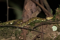 DPPhotography - Costa rica - Eyelash viper - B