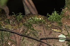 DPPhotography - Costa rica - Eyelash viper - C