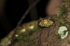 DPPhotography - Costa rica - Eyelash viper - D