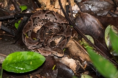 DPPhotography - Costa rica - Fer-de-lance - A