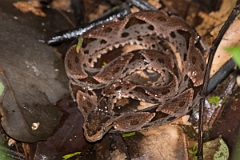 DPPhotography - Costa rica - Fer-de-lance - B