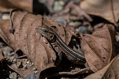 DPPhotography - Costa rica - Four-lined ameiva - A