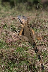 DPPhotography - Costa rica - Green iguana - D