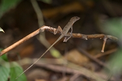 DPPhotography - Costa rica - Jumping anole - B