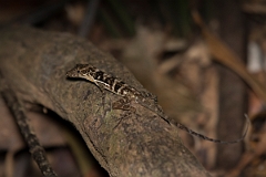 DPPhotography - Costa rica - Jumping anole - D