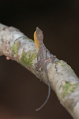 DPPhotography - Costa rica - Jumping anole - E