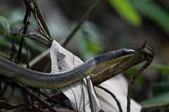 DPPhotography - Costa rica - Neotropical bird eating snake - B