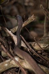 DPPhotography - Costa rica - Neotropical bird eating snake - D