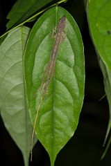 DPPhotography - Costa rica - Slender brown anole - A